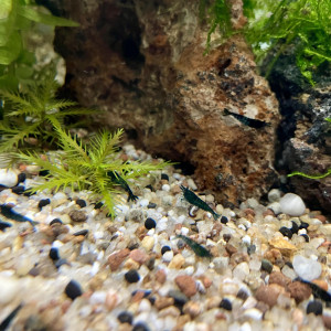 Crevettes Blue Velvet