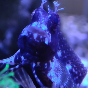 Publication de Miniteca