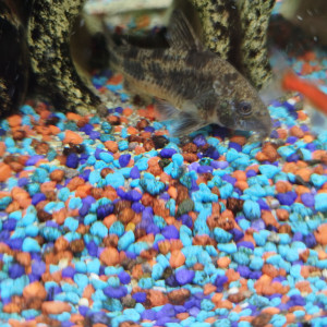Corydoras
