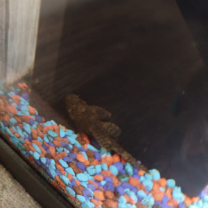Ancitrus env 3cm