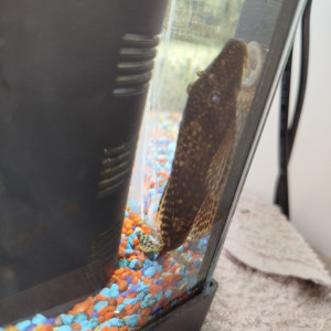 Ancitrus entre 7 et 10cm