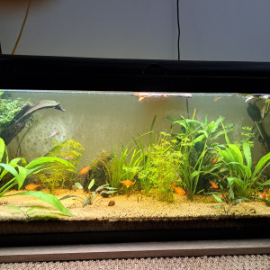 Serpae otocinclus borellii