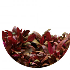 Alternanthera reineckii Mini
