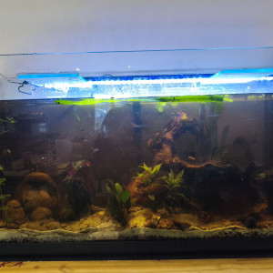 Mon aquarium