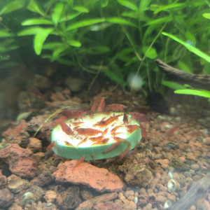 Crevettes red Cherry en très bonne forme ☺️