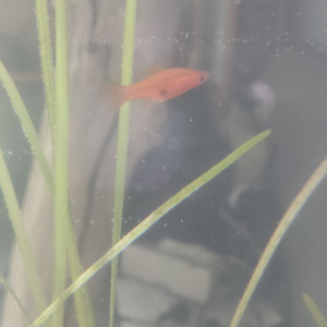 Poisson xipho Porte-épée