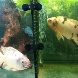 Tilapia oreochromis niloticus
