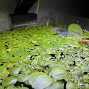 Limnobium laevigatum bassin et aquarium