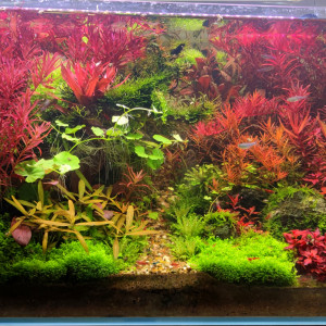 Publication de Loran