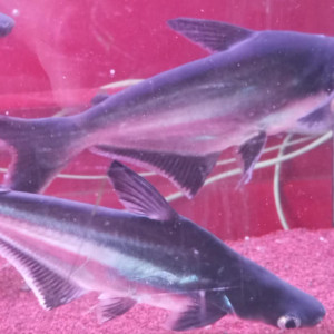 Poisson pangasius