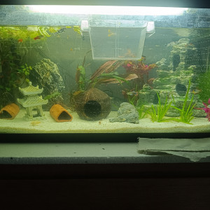Aquarium 100litre