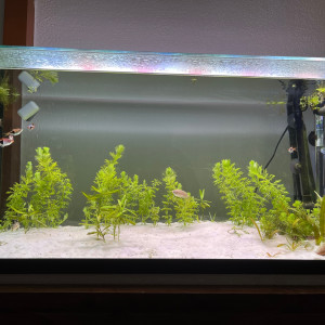 Asiatique 90L