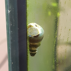 Publication de PORTELLI