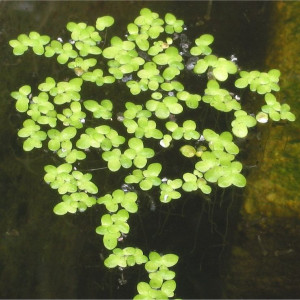 Lemna Minor