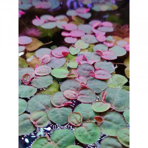 Phyllanthus fluitans