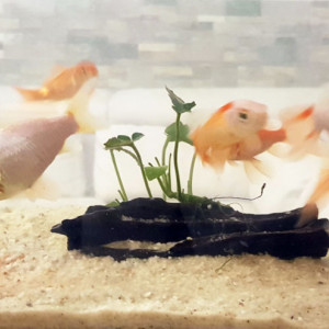Donne Jeunes Poissons Rouges - Bébés carpes Koi