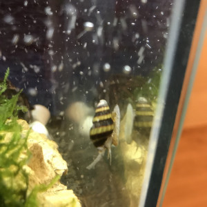 Escargot assassin Helena