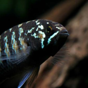 Nannacara adoketa