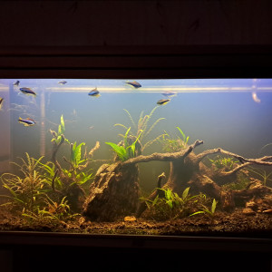 Publication de CHAQUA