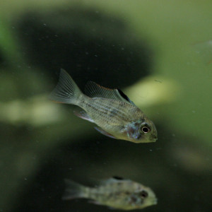 Mikrogeophagus altispinosa
