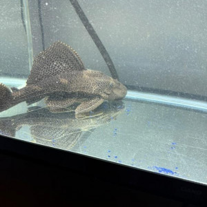 Don Pleco ordinaire adulte