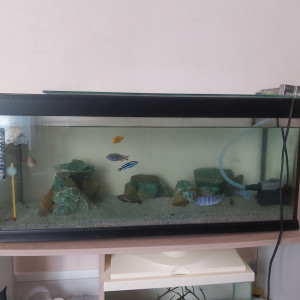 Aquarium avec 13 pièce poissons de malawi