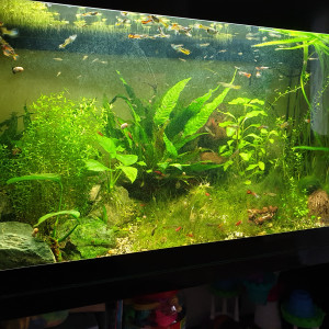 Aquarium Askoll pure led xl noir avec meuble