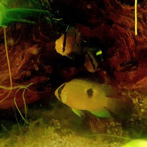 Publication de Masson.bruno57