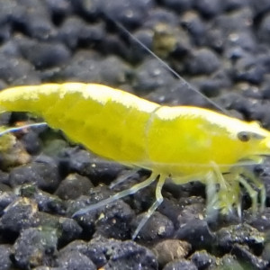 Crevettes yellow néon.