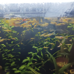 Guppys