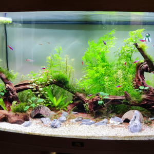 Publication de Cam89