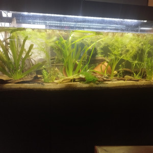 Publication de Orion07