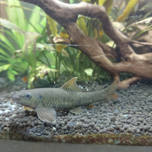Donne Garra Rufa (poisson docteur) région Lyon