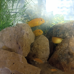 Urgent labidochronis jaune