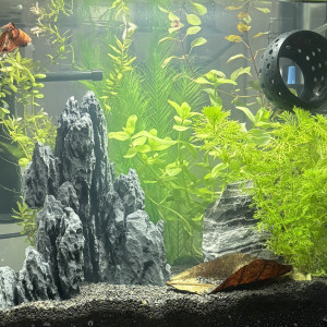 Publication de MamZ-L94