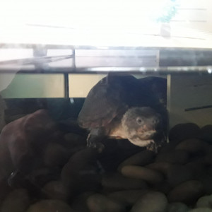 Sternotherus carinatus