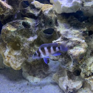 Groupe de Neolamprologus Tretocephalus