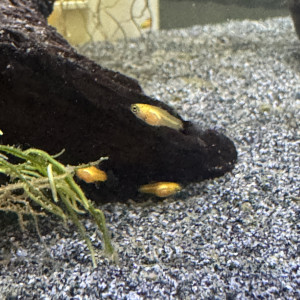 Alevins de Platys à donner