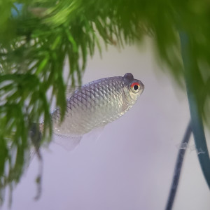 Publication de pascaledre