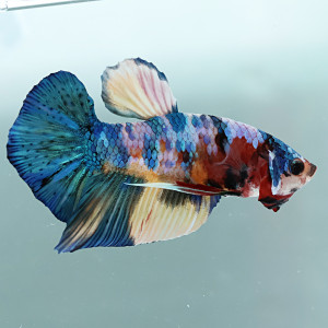 Betta de Selection Mâle et Femelles Nemo Galaxy Multicolors et autres