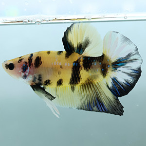 Betta de Selection Mâle et Femelles Yellow Galaxy Plakat