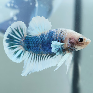 Betta de Selection Mâle et Femelles Marbé Marble Blanc Bleu