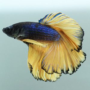 Betta de Selection Mâle et Femelles Mustard Gas Voile Long