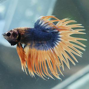 Betta de Selection Mâle et Femelles Crowntail Mascott