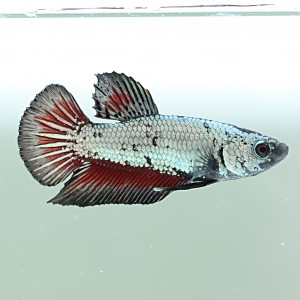 Betta de Selection Mâle et Femelles Samourai Red Dragon