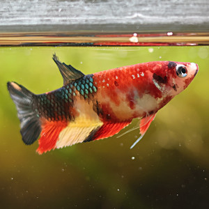 Betta de Selection Mâle et Femelles Nemo Galaxy Multicolors et autres