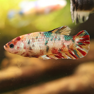 Betta de Selection Mâle et Femelles Nemo Galaxy Multicolors et autres