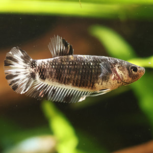 Betta de Selection Mâle et Femelles Nemo Galaxy Multicolors et autres