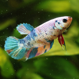 Betta de Selection Mâle et Femelles Nemo Galaxy Multicolors et autres