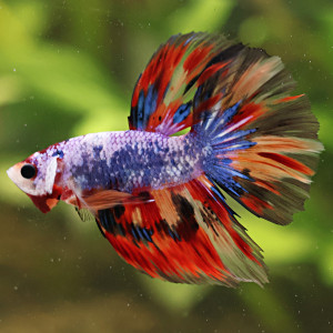 Betta de Selection Mâle et Femelles Nemo Galaxy Multicolors Koi